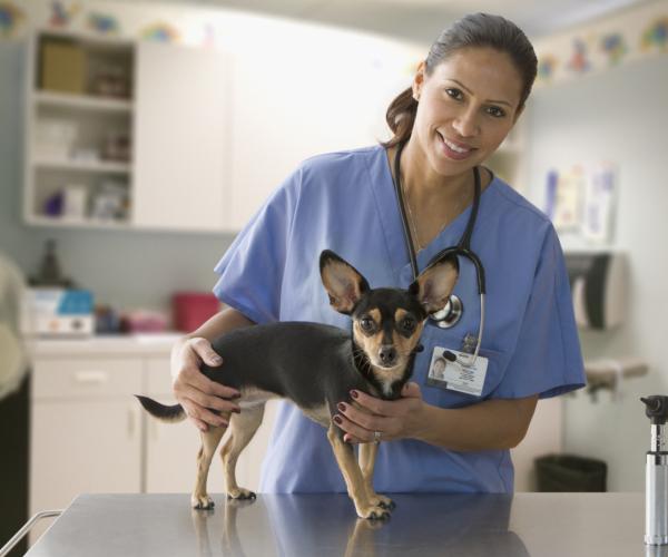 Veterinarian holding dog